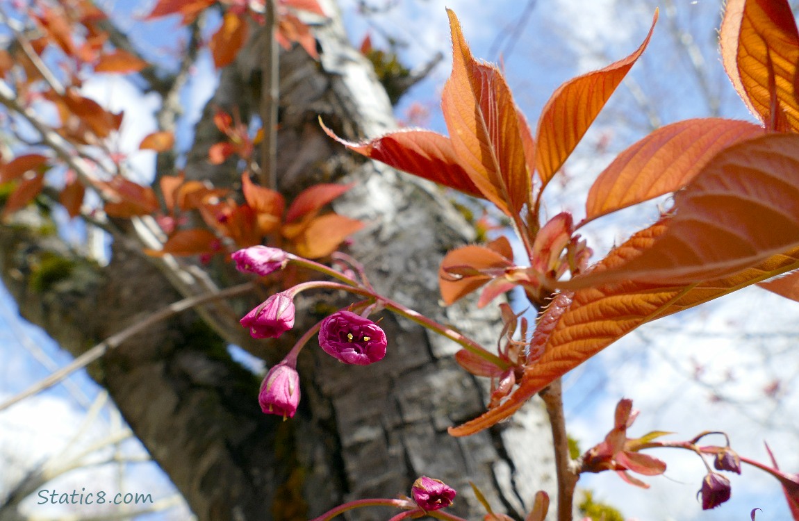 Unopened pink cherry blossoms