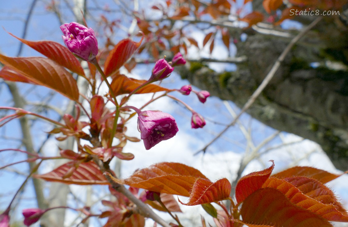 Unopened pink cherry blossoms