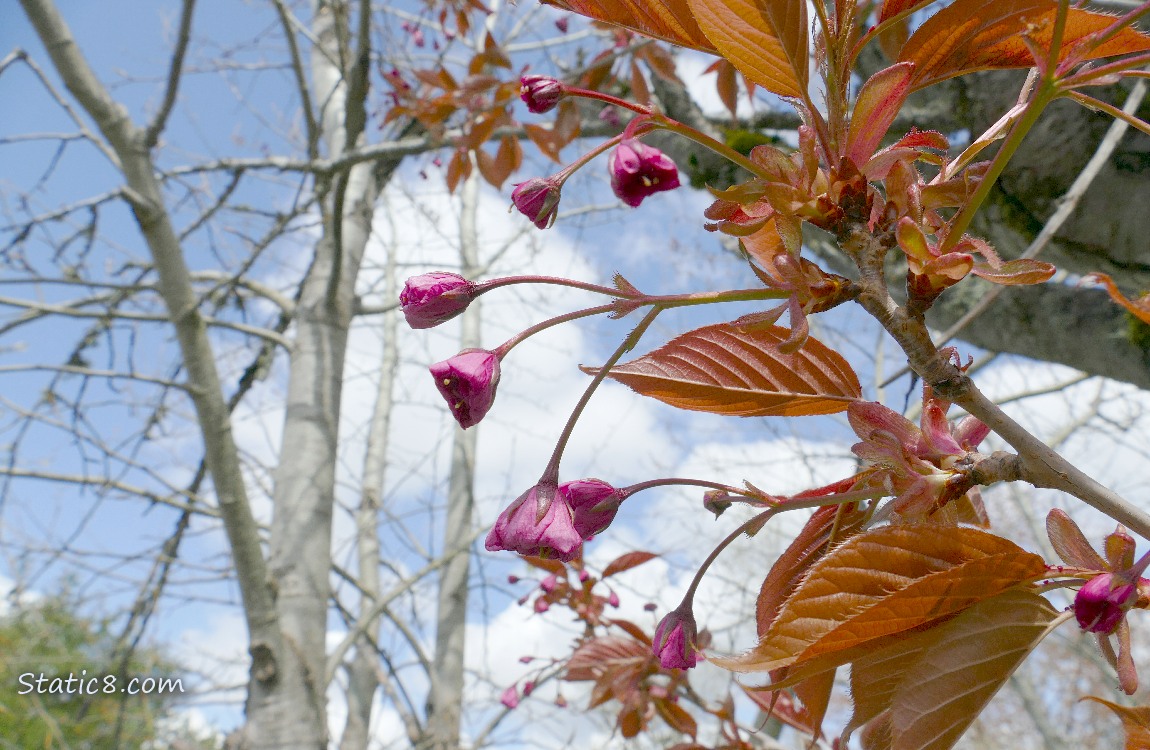 Unopened pink cherry blossoms with a bare tree and  blue sky in the background