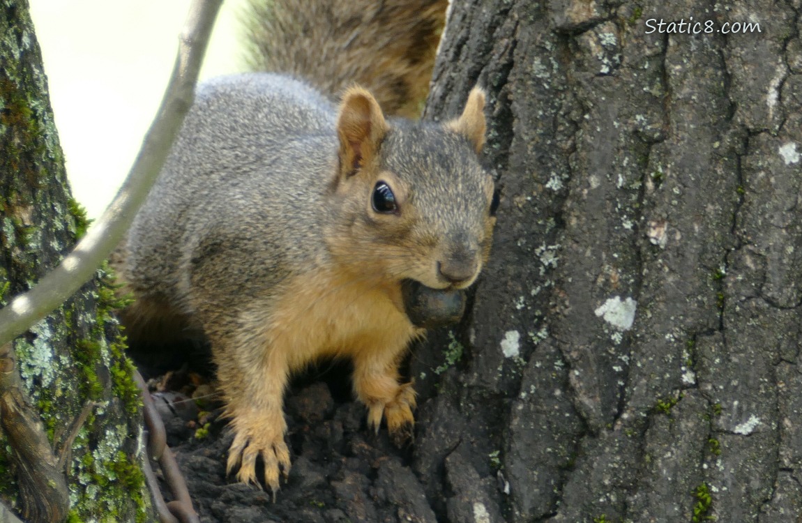 Squirrel standing in the crook of a tree, holding a nut in her mouth