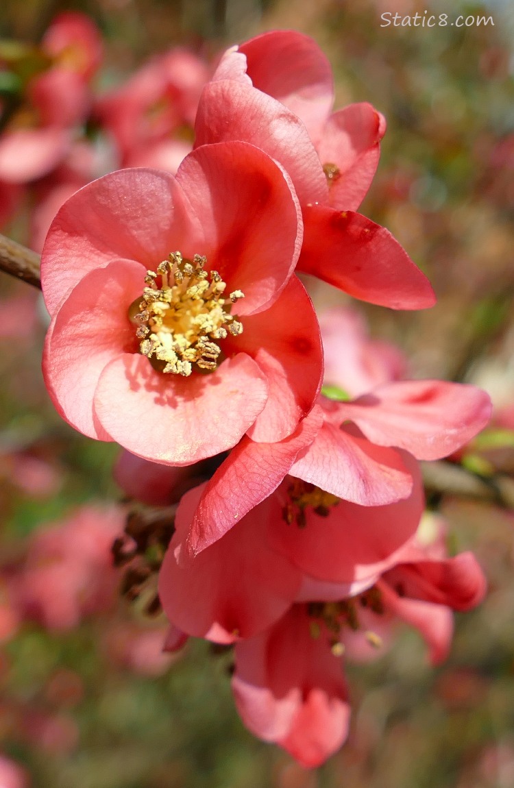 Flowering Quince blooms