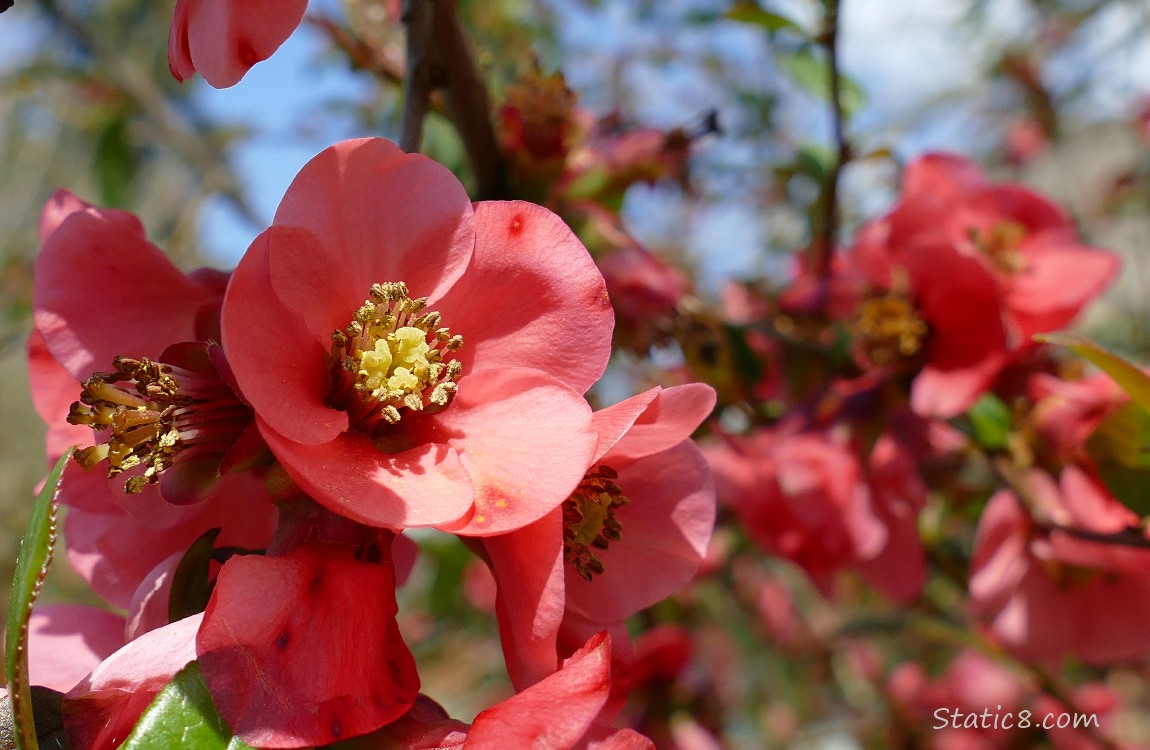 Flowering Quince blooms with blue sky peeking thru