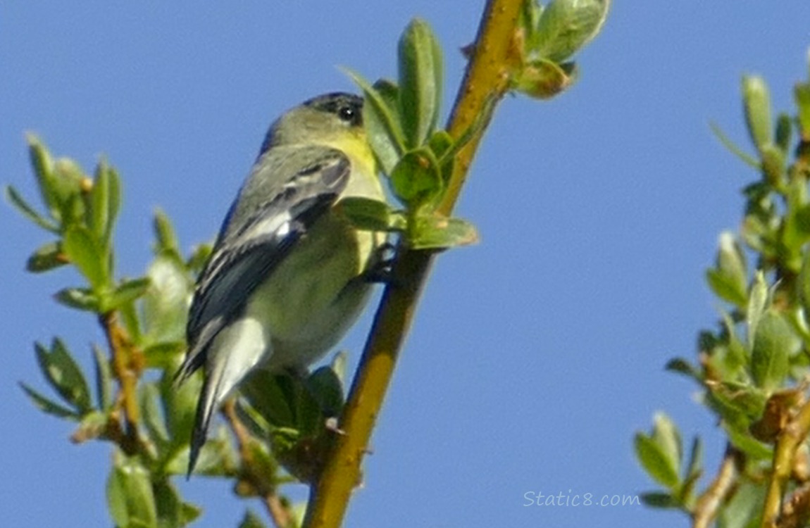 Goldfinch perched on a twig, his face behind another twig and blud sky behind