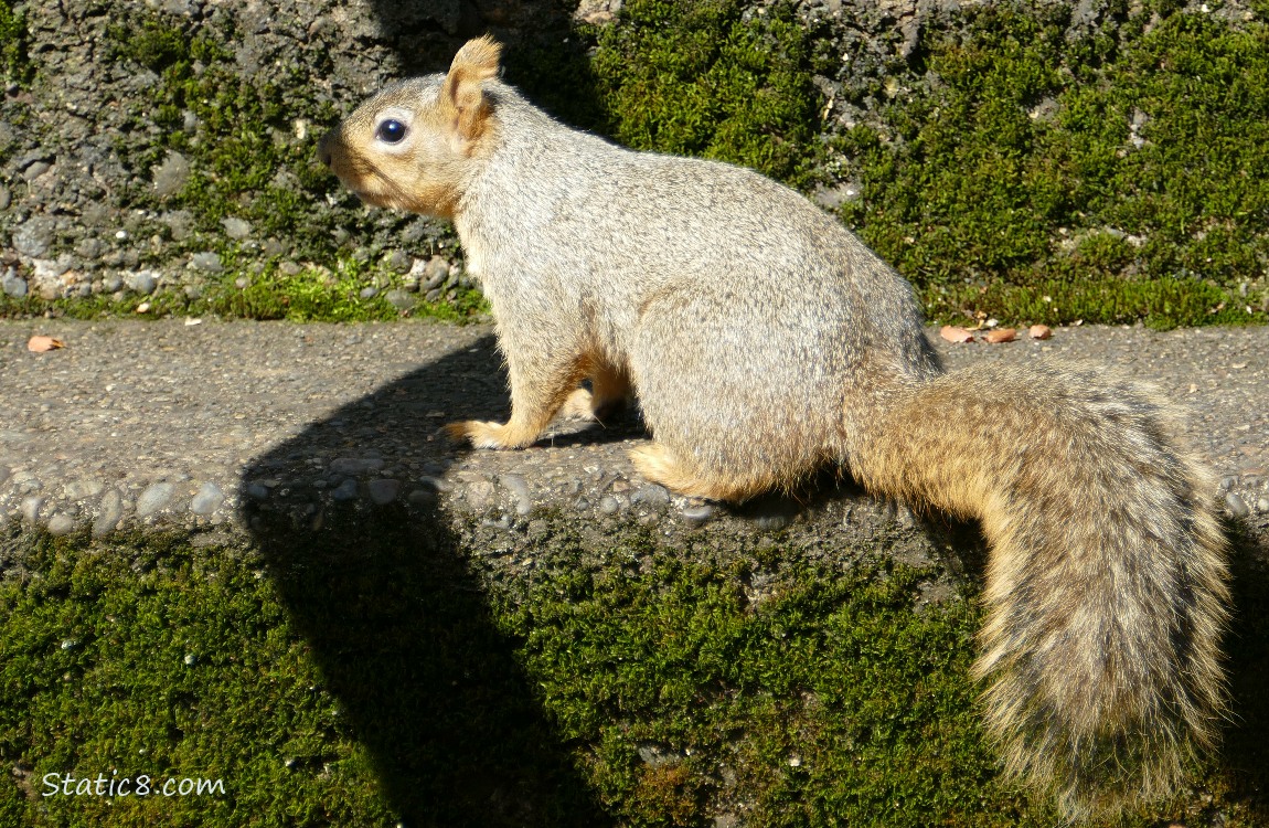 Squirrel standing on the steps