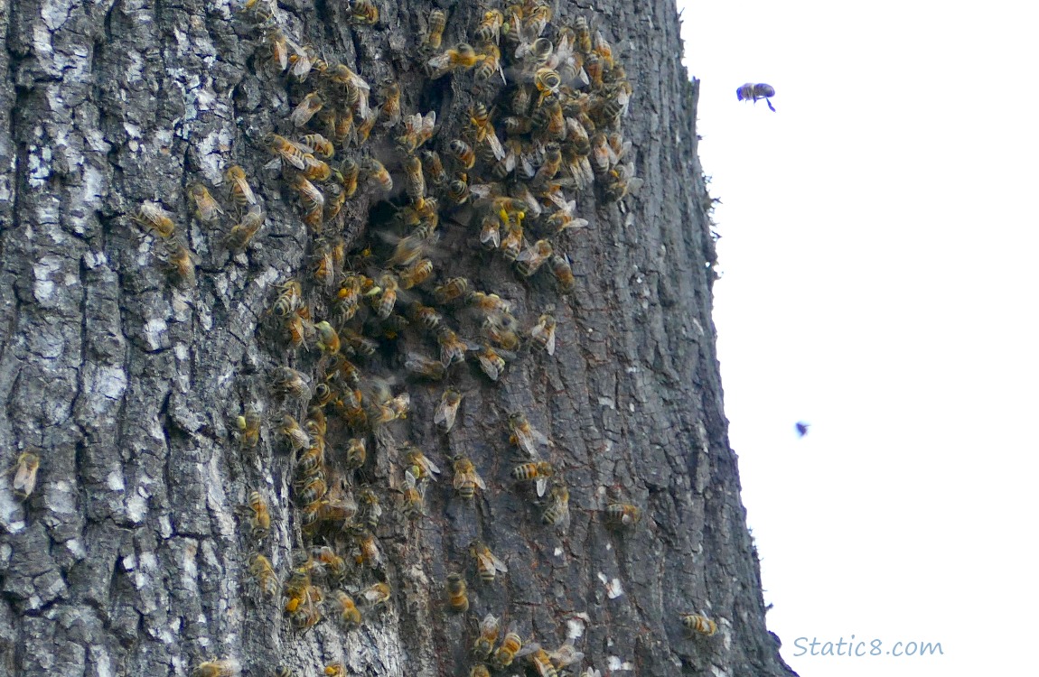 Honey Bees swarming in a hole in a tree trunk