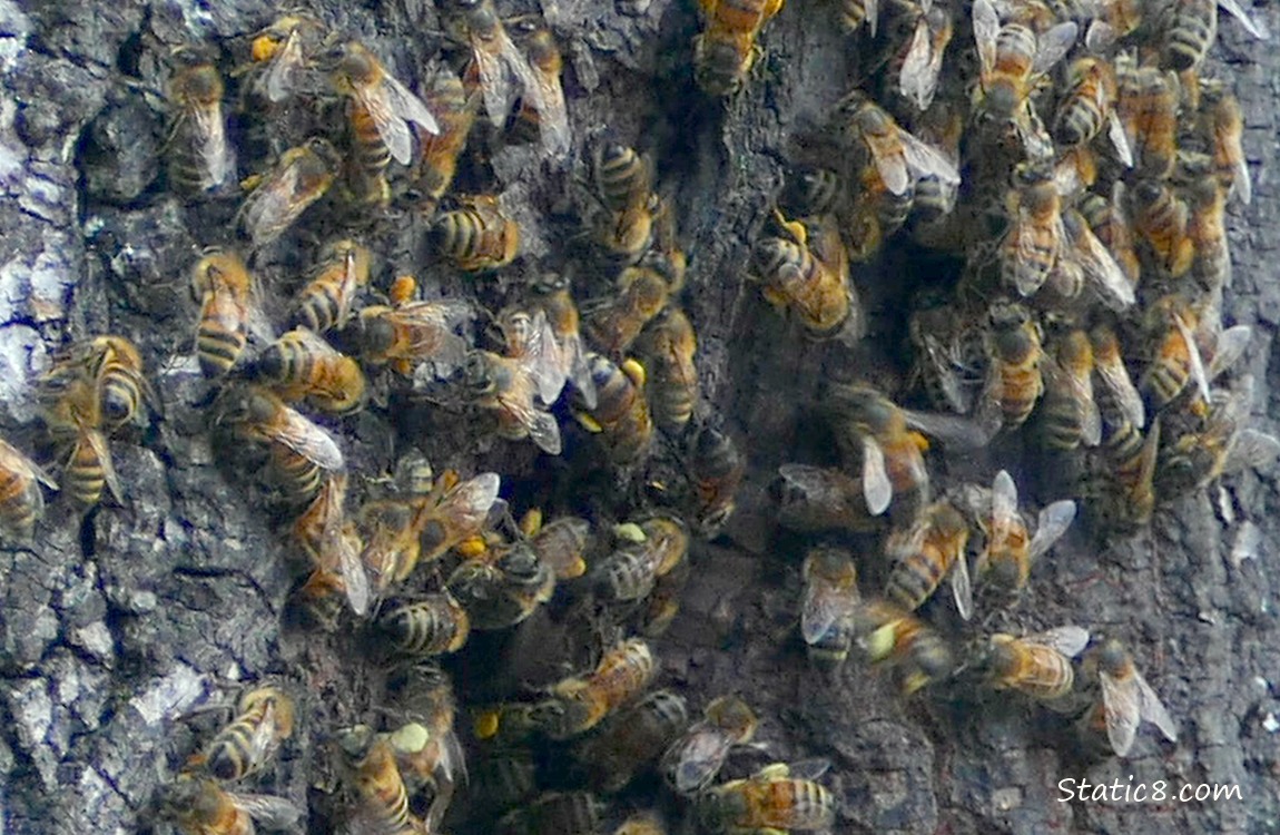 Honey Bees swarming in a hole in a tree trunk