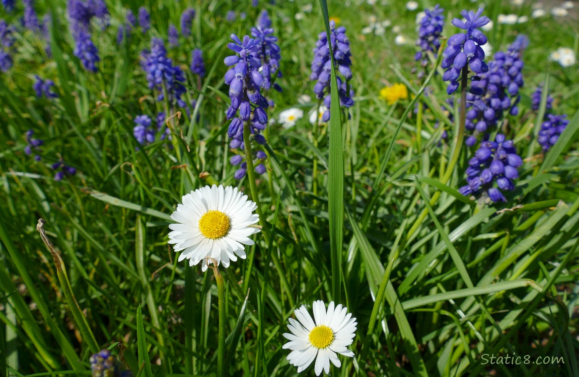 Two Lawn Daisy blooms with Grape Hyacinth blooms in the background