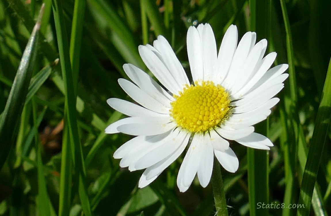 Close up of an English Daisy