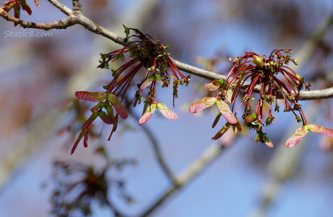 Red Maple seeds hanging in clumps as they grow on the tree