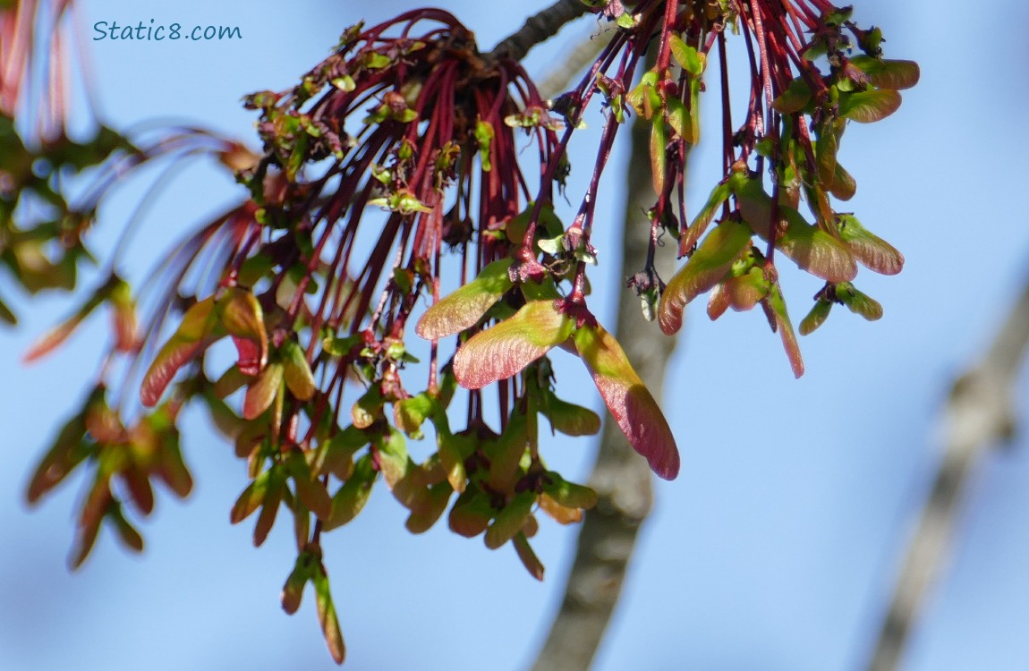 Red Maple seeds hanging in clumps as they grow on the tree