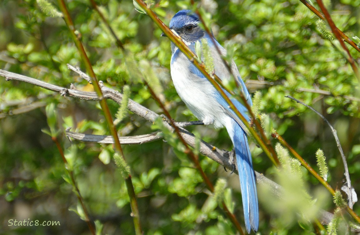 Scrub Jay perched behind twigs