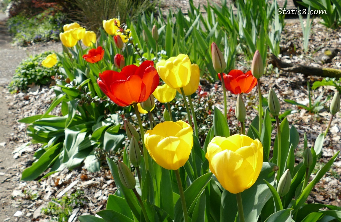 Red and Yellow Tulips in a flower bed