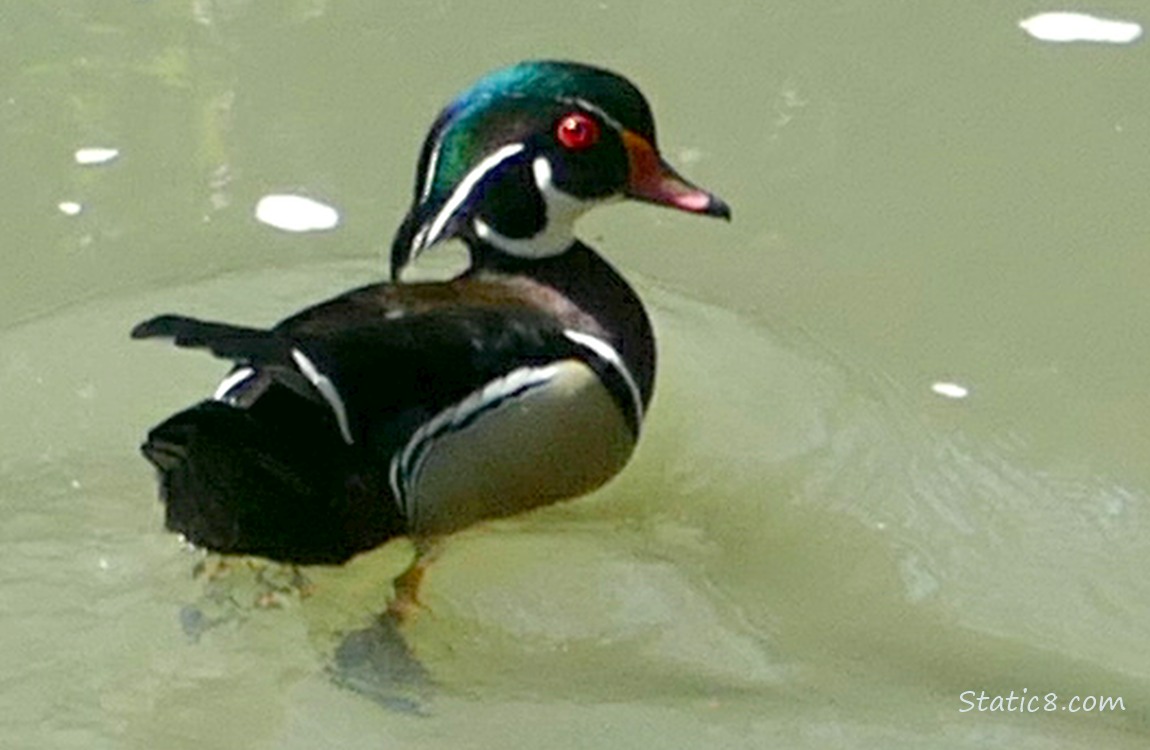 Male Wood Duck paddling on the water