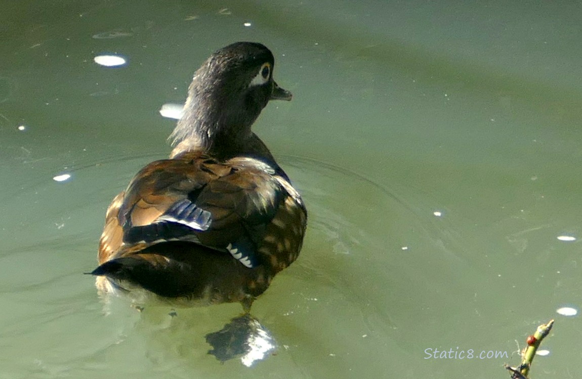 Female Wood Duck paddling away on the water