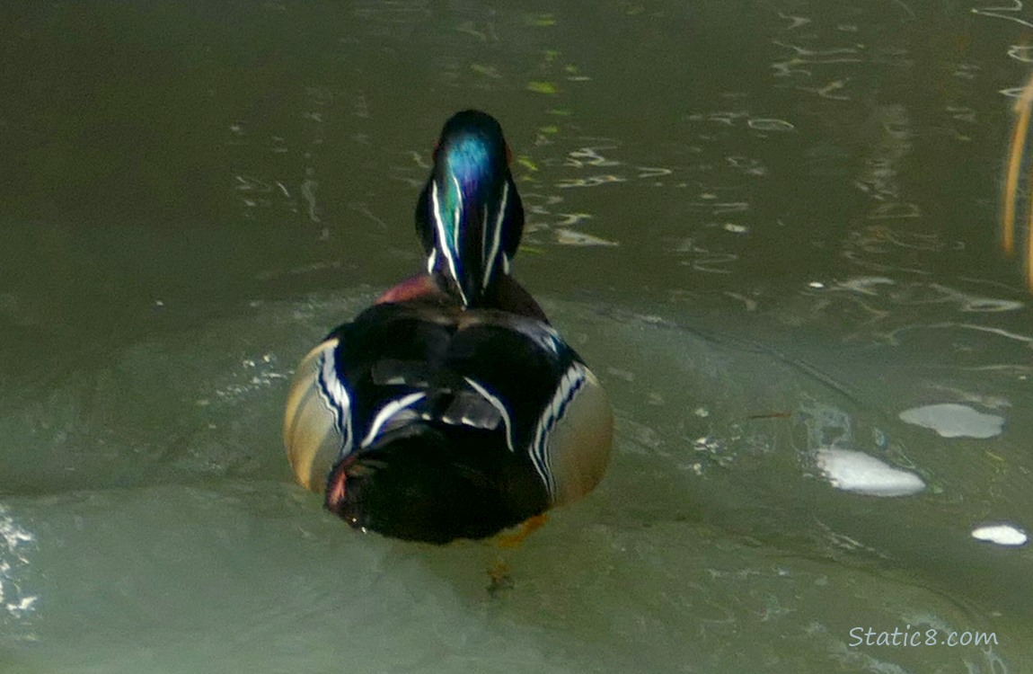 Wood Duck paddling away on the water