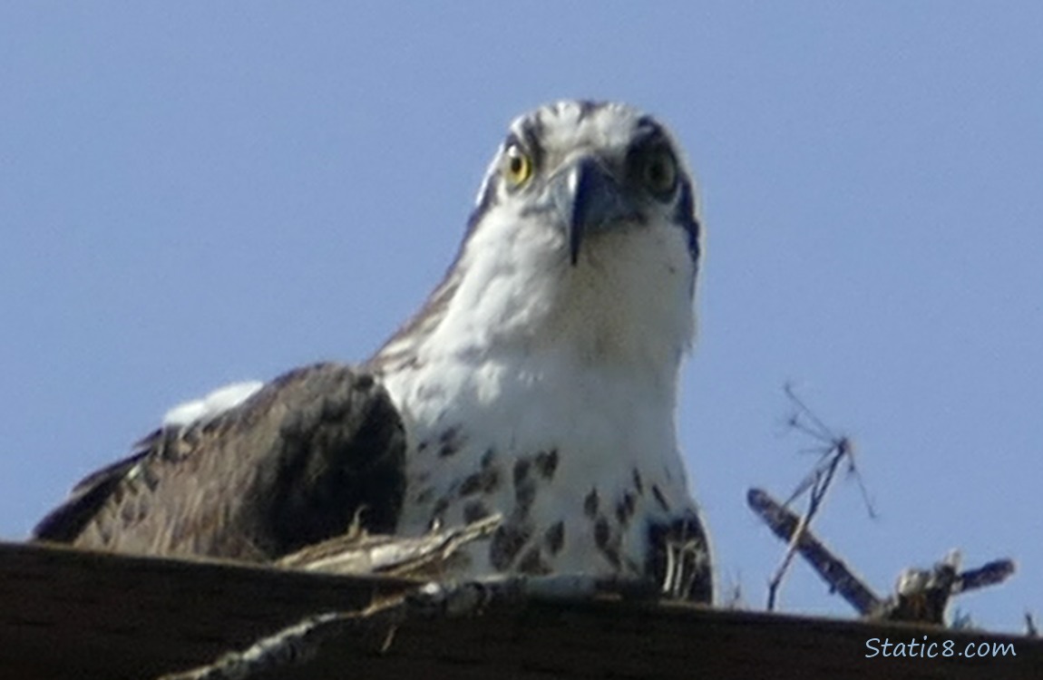 Osprey up in a platform nest