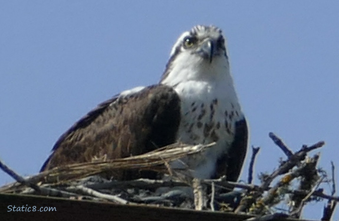Osprey standing in a platform nest