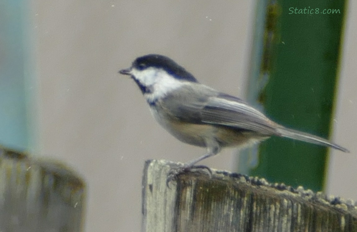 Chickadee standing on a wood post