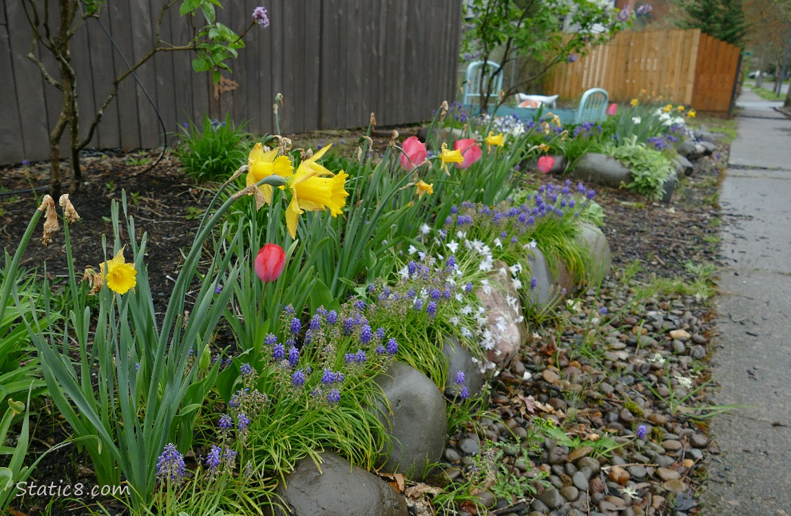 Flower bed along a sidewalk with Daffodils and Tulips blooming in front of a wood fence