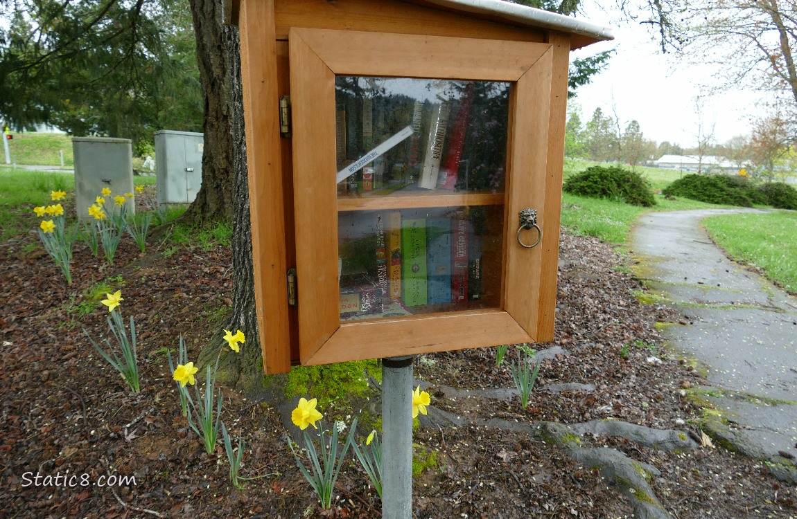 Little Free Library with daffodils blooming under the trees