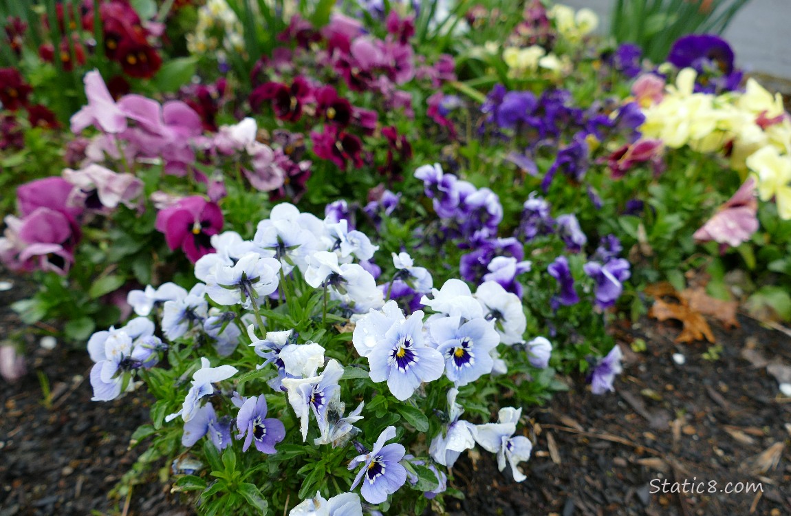blue and red violet Pansy blooms