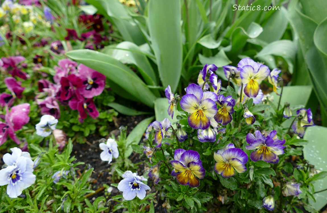 Different coloured Pansies blooming in clumps