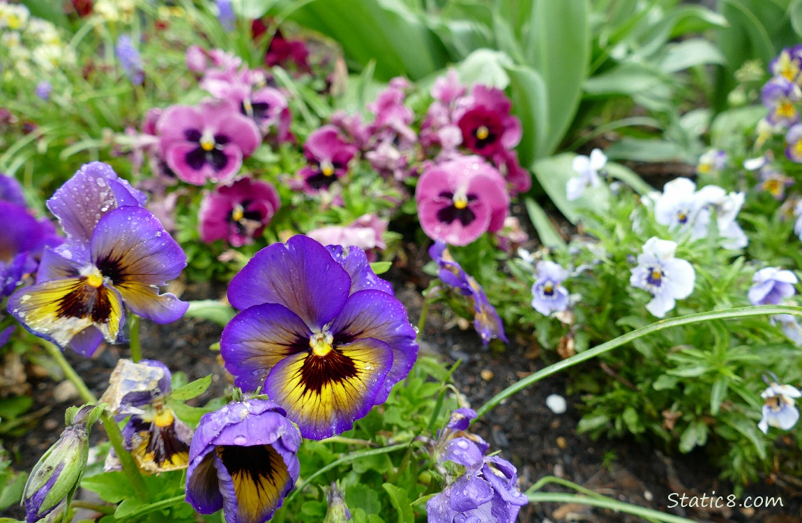 Different coloured Pansy blooms