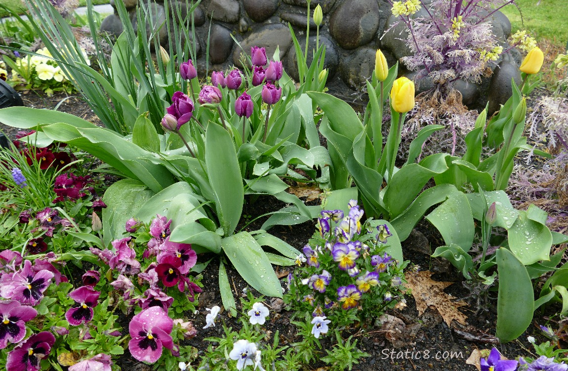 Purple Tulips blooming over different coloured Pansies