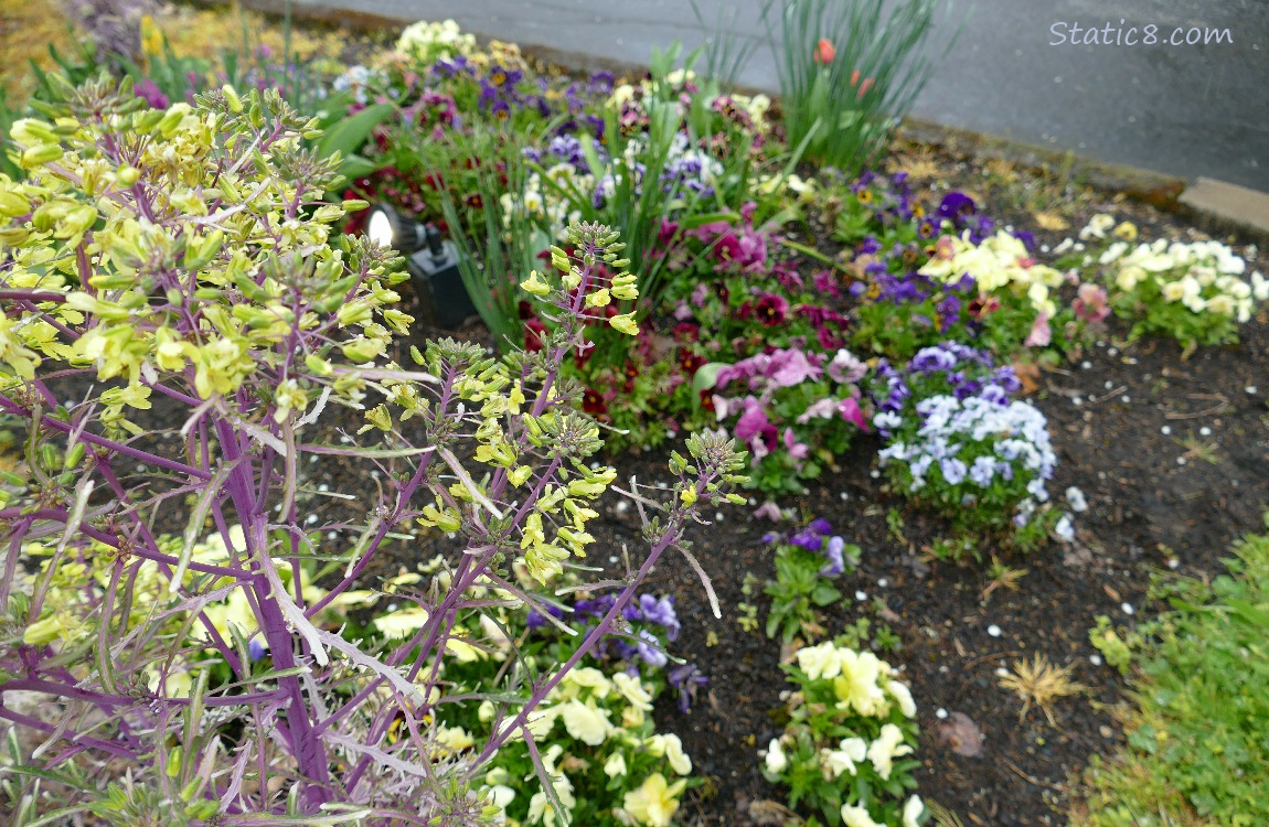 Different coloured Pansies past yellow blooms