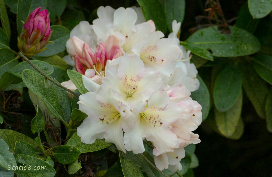White Rhododendron blooms surrounded by dark green leaves