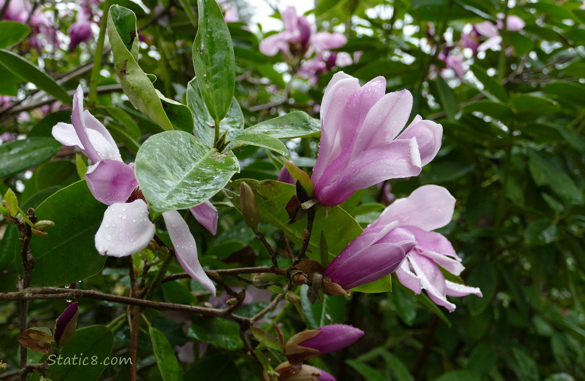 Pink and white Saucer Magnolia blooms on a tree with wet leaves