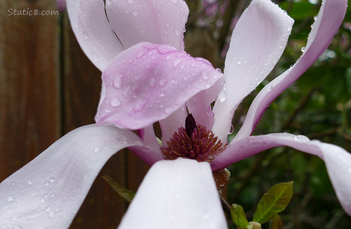 Close up of a Saucer Magnolia bloom with rain on its petals and a wood fence in the background