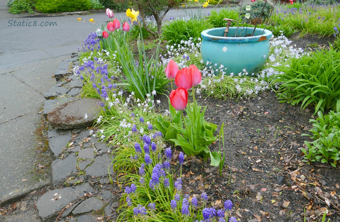 A flower bed with blooming Tulips and Grape Hyacinths