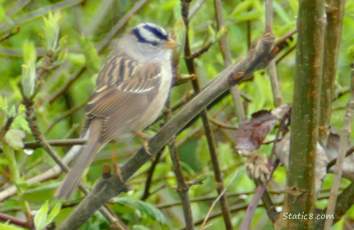 White Crown Sparrow perched on a twig