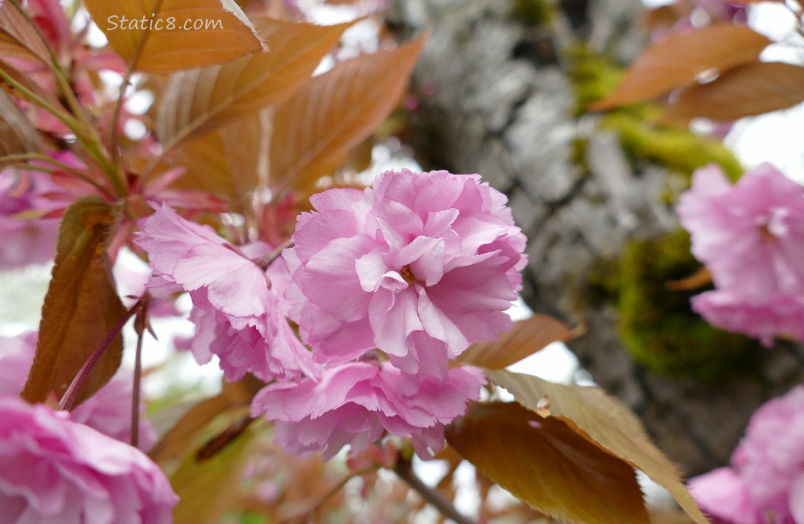 Pink, double petal Cherry Blossoms with brown orange leaves