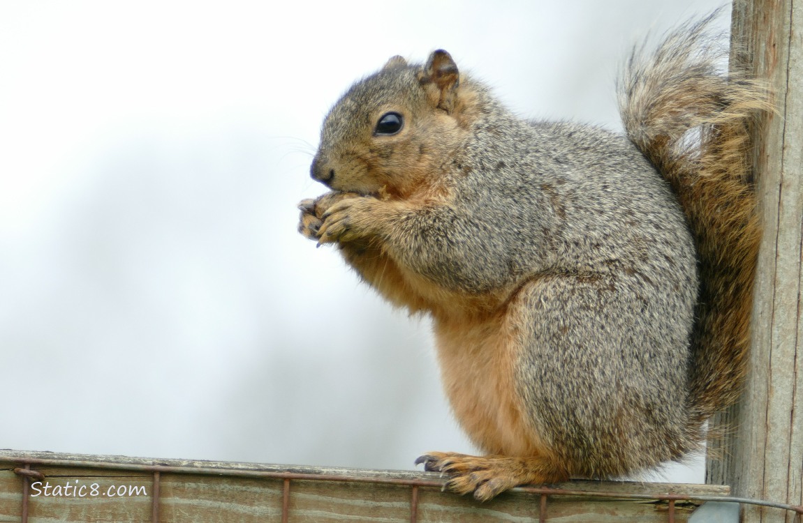 Squirrel standing on a wood fence eating something