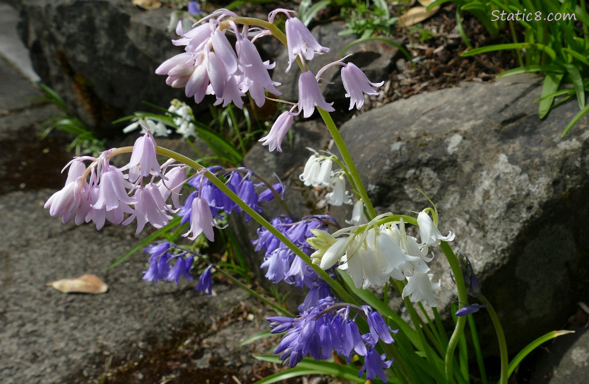 Spanish Bluebell blooms in purple, pink and white
