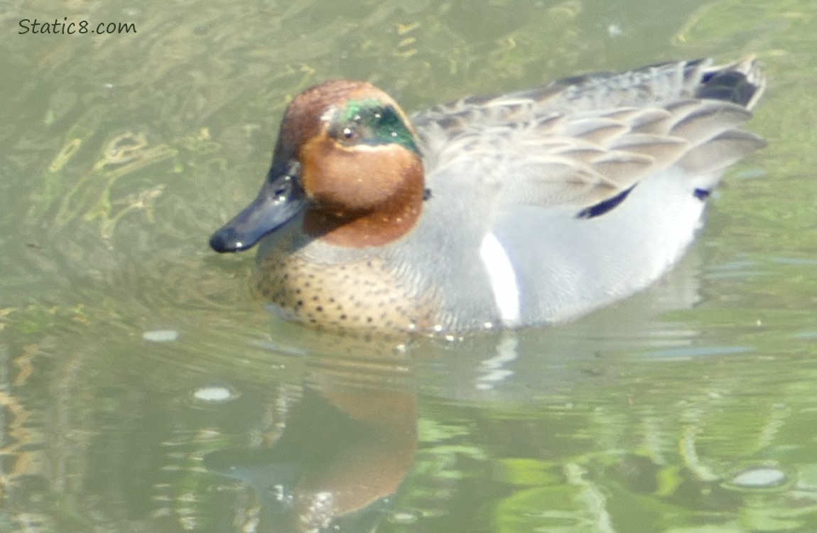 Male Green Wing Teal paddling on the water
