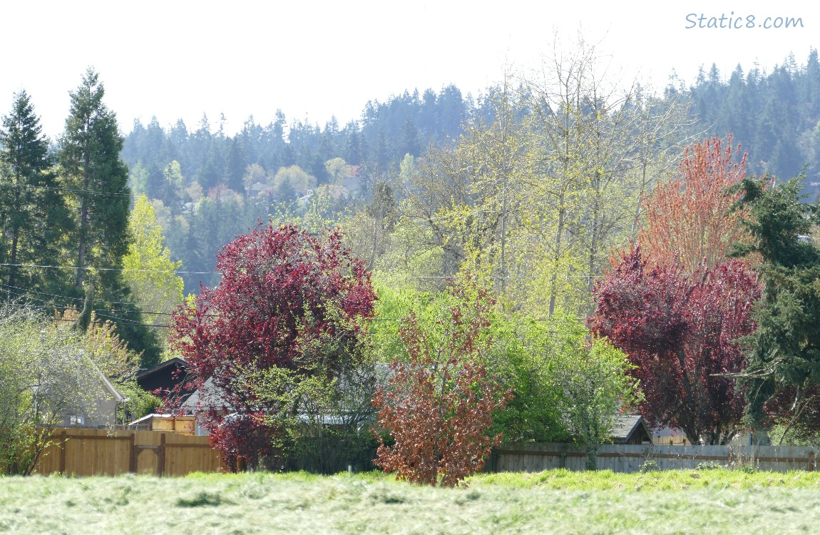 Trees on the hill