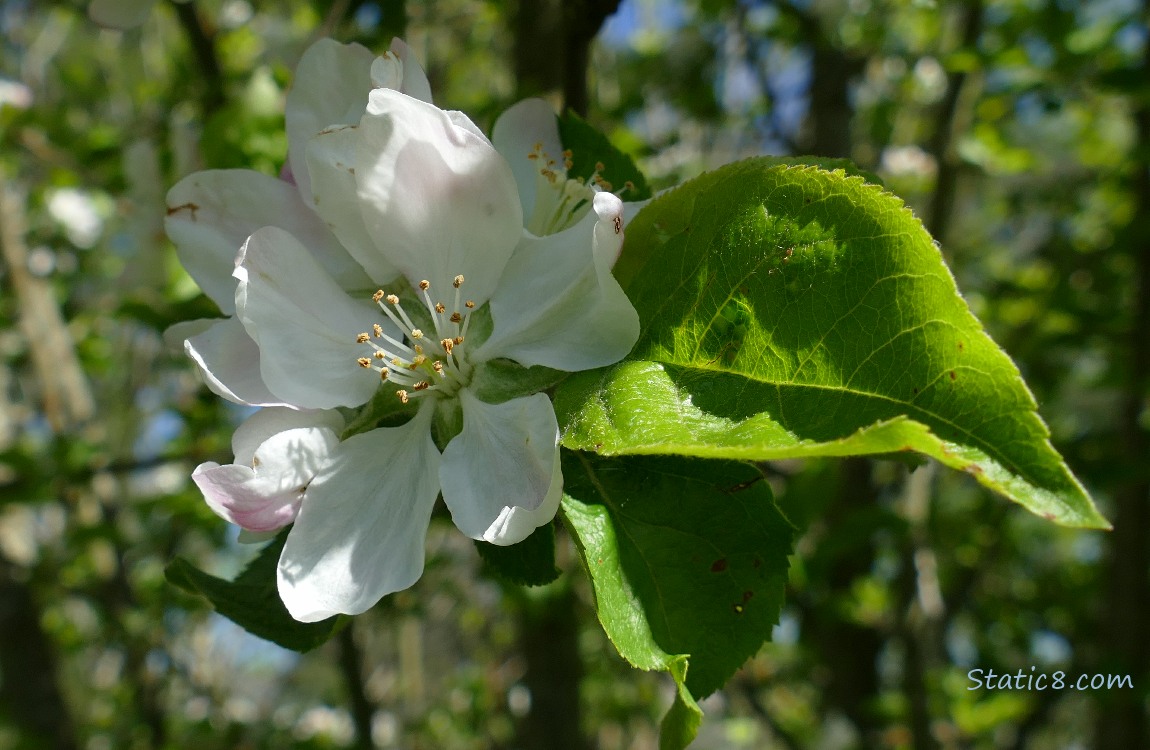 Apple Tree Blossom
