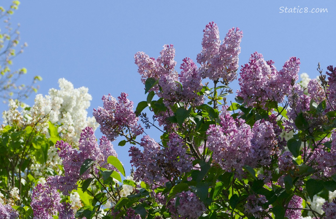Lilac blooms and a blue sky