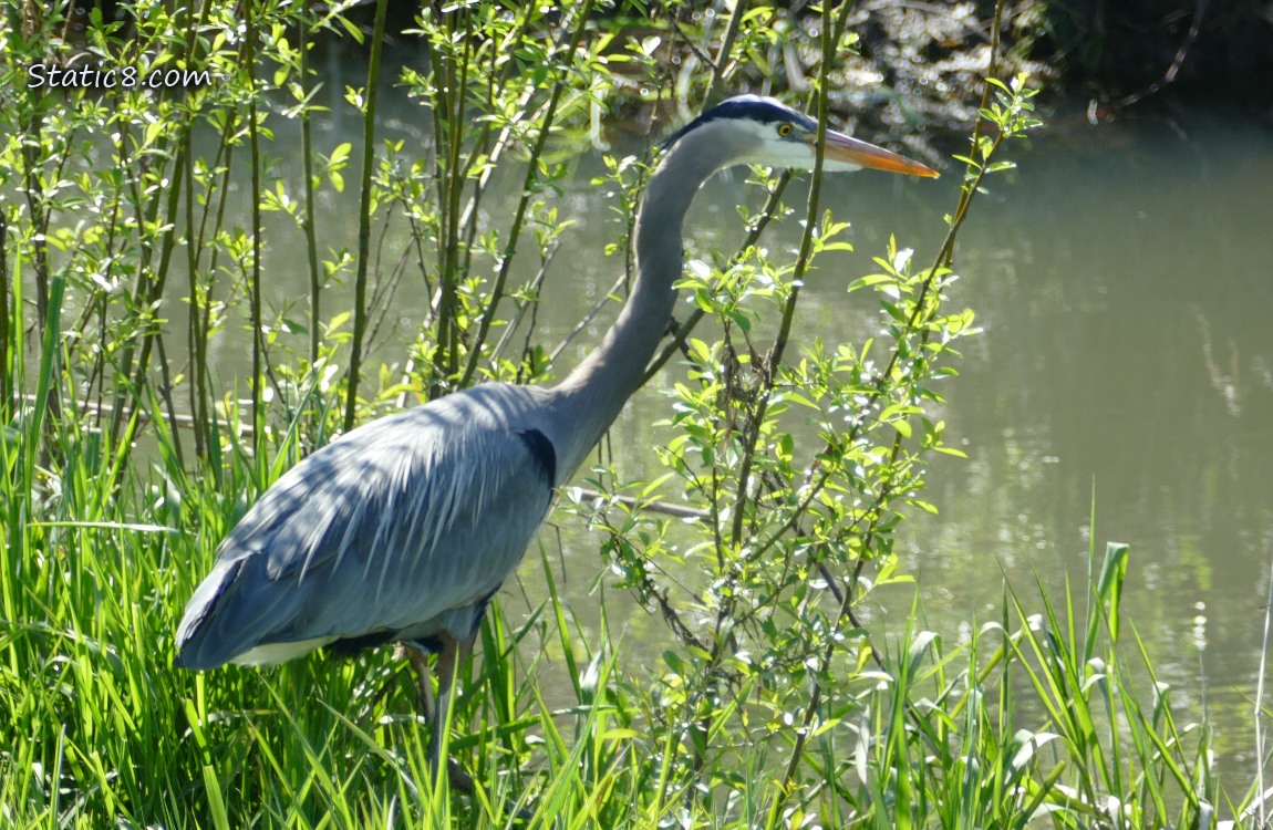 Great Blue Heron at the edge of the creek