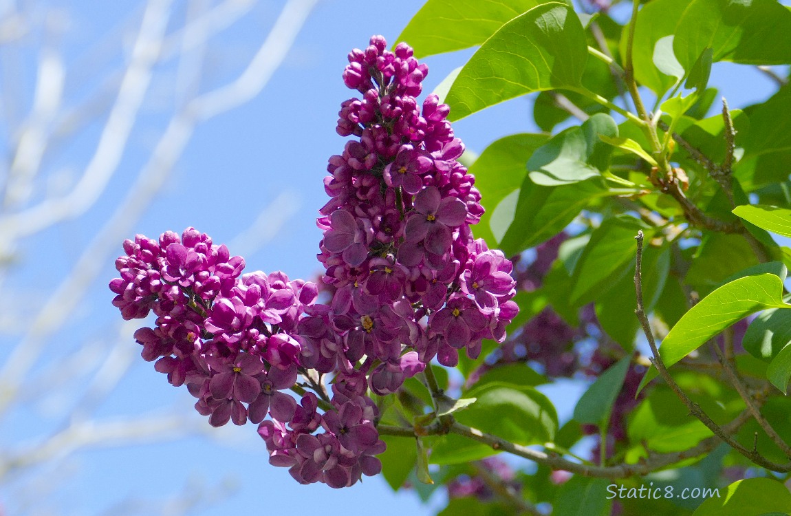 Dark purple Lilac blooms with leaves and blue sky