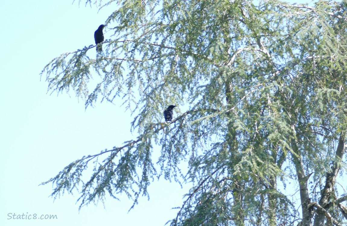 Two Crows perched in a fir tree