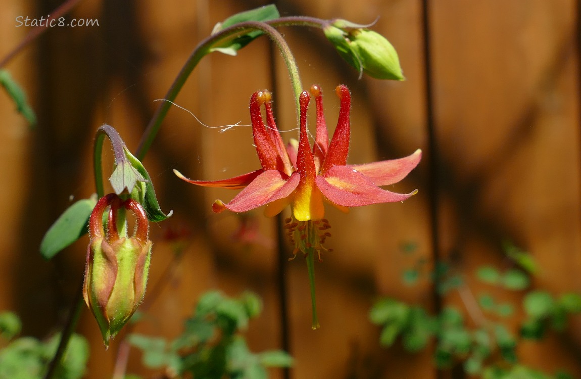Red Columbine bloom