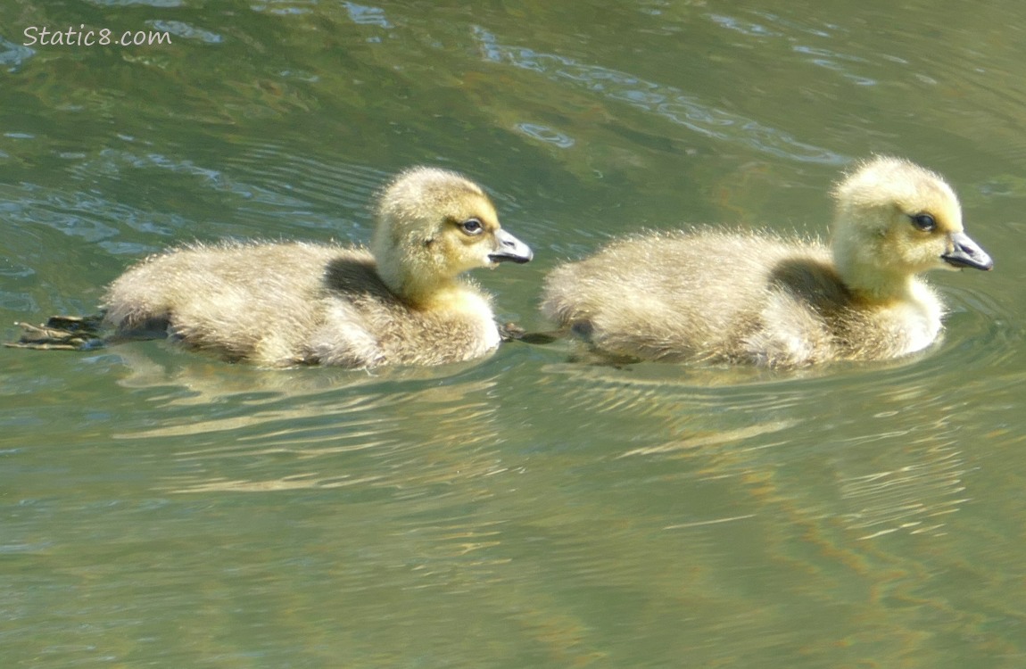 Two goslings paddling on the water