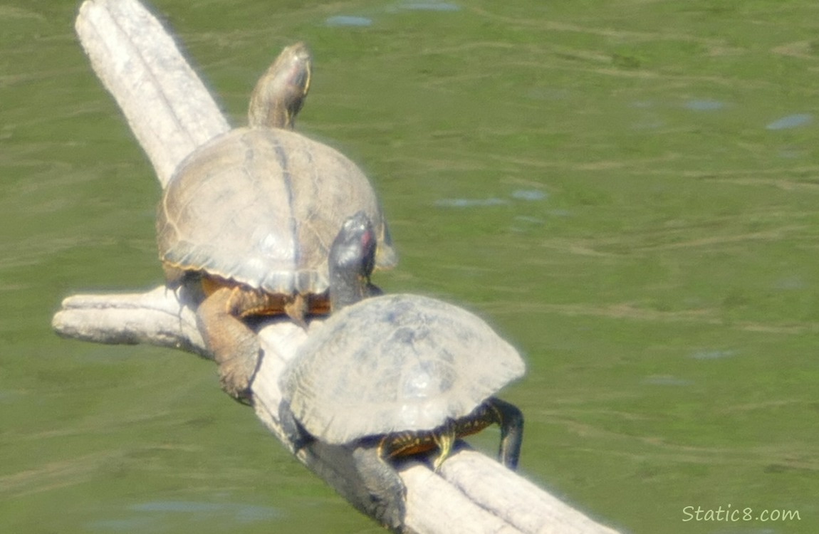 Two turtles sunning on a branch emerging from the lake