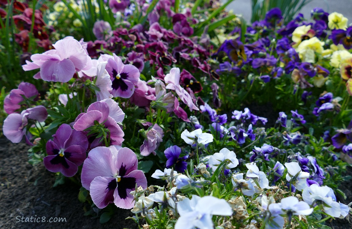 Pansy blooms in many colours