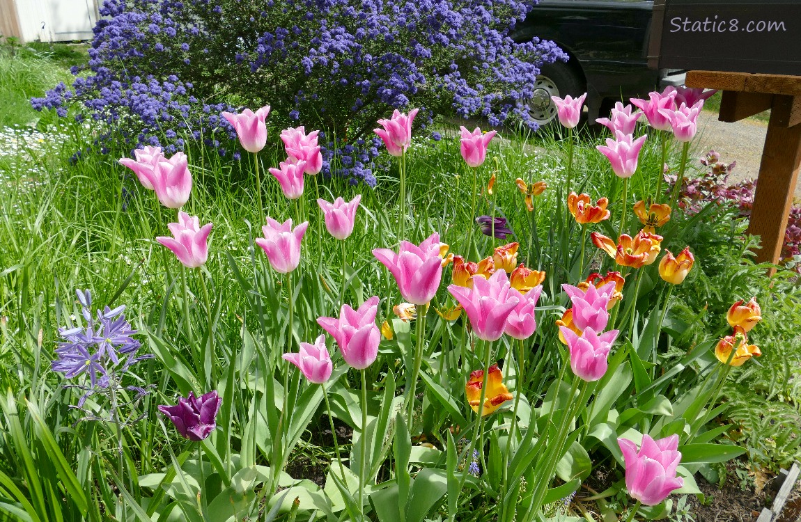 Pink tulip blooms with some orange tulips