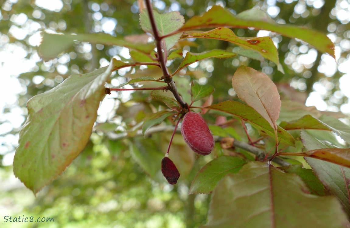 Flat, red leathery looking fruit hanging from a tree